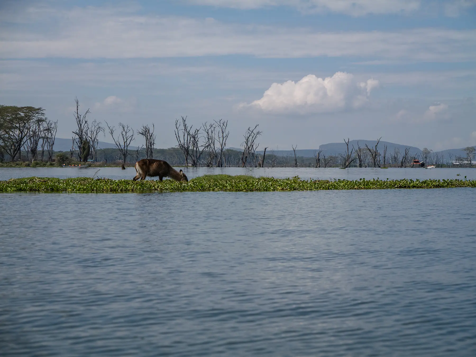Waterbuck grazing on a floating island of water hyacinth on Lake Naivasha, Kenya