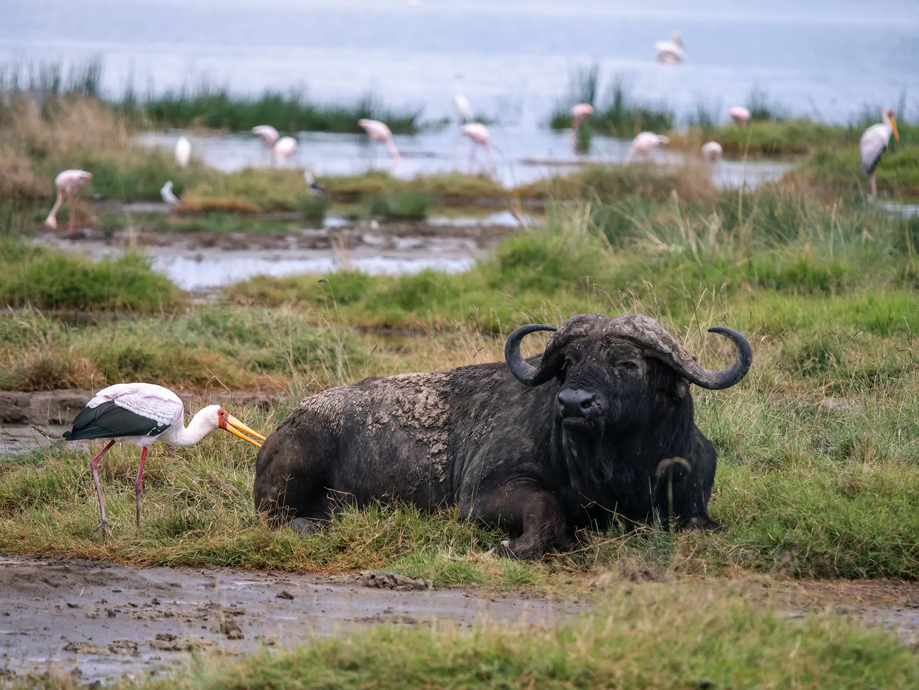 Cape buffalo resting beside a yellow-billed stork with flamingos in the background on safari in Lake Nakuru National Park, Kenya