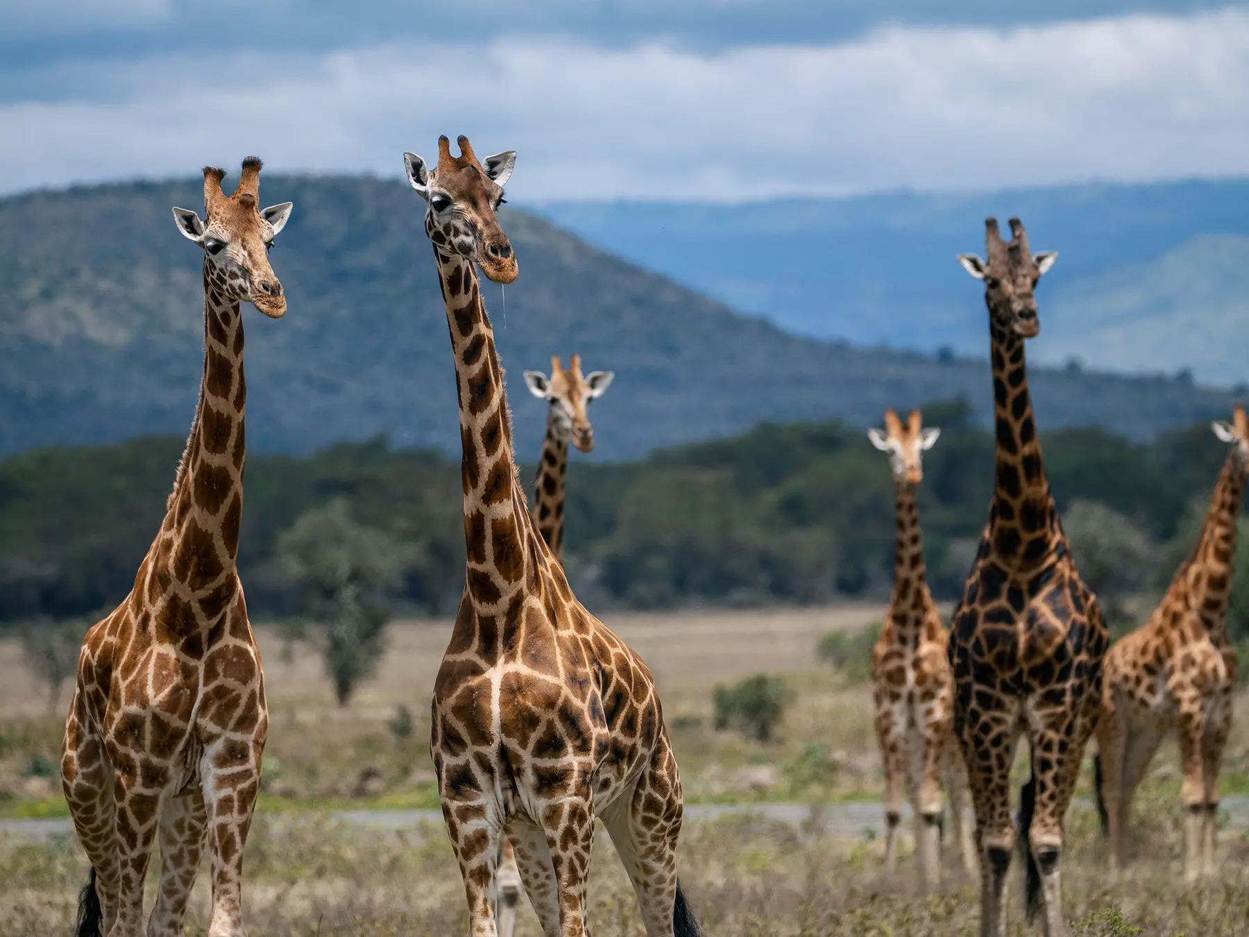 A herd of Rothschild giraffes standing together against a backdrop of mountains and green bush on safari in Lake Nakuru National Park, Kenya