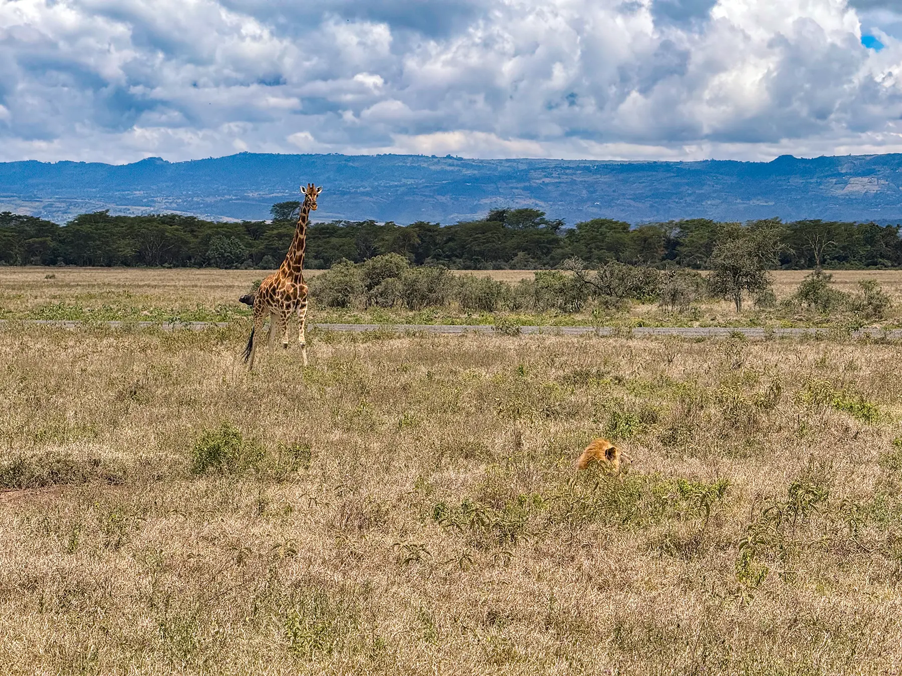 A Rothschild giraffe and a lion facing each other across open savanna on safari in Lake Nakuru National Park, Kenya