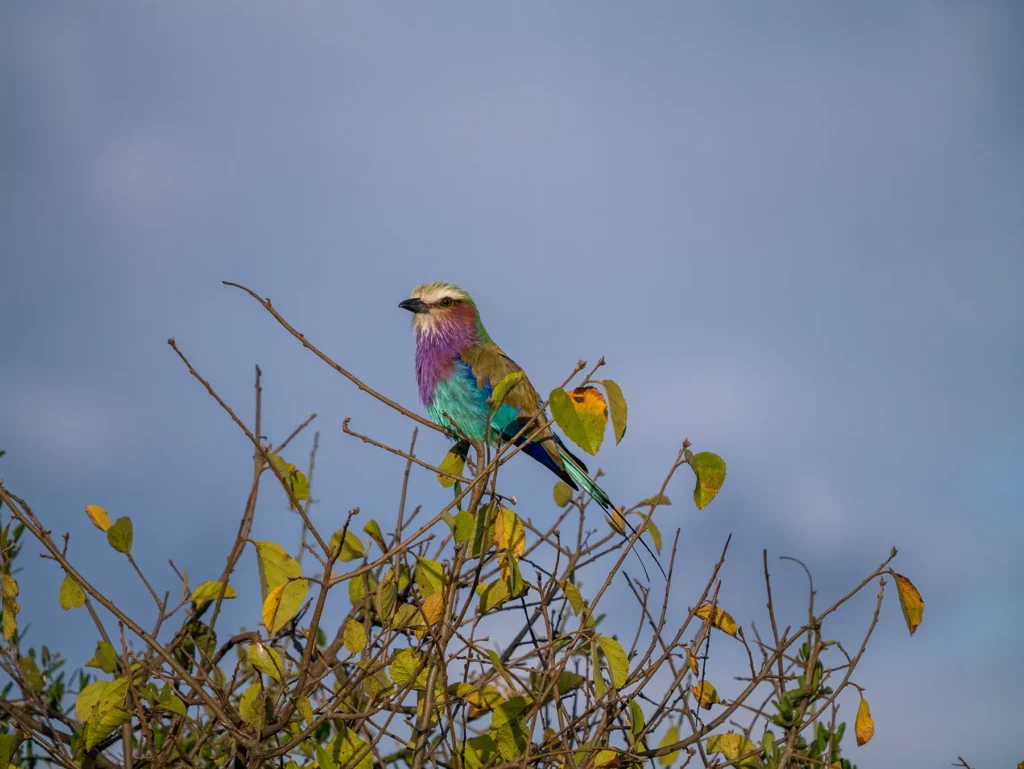 Lilac-breasted roller perched on bare twigs with a bright blue sky behind on safari in Lake Nakuru National Park, Kenya