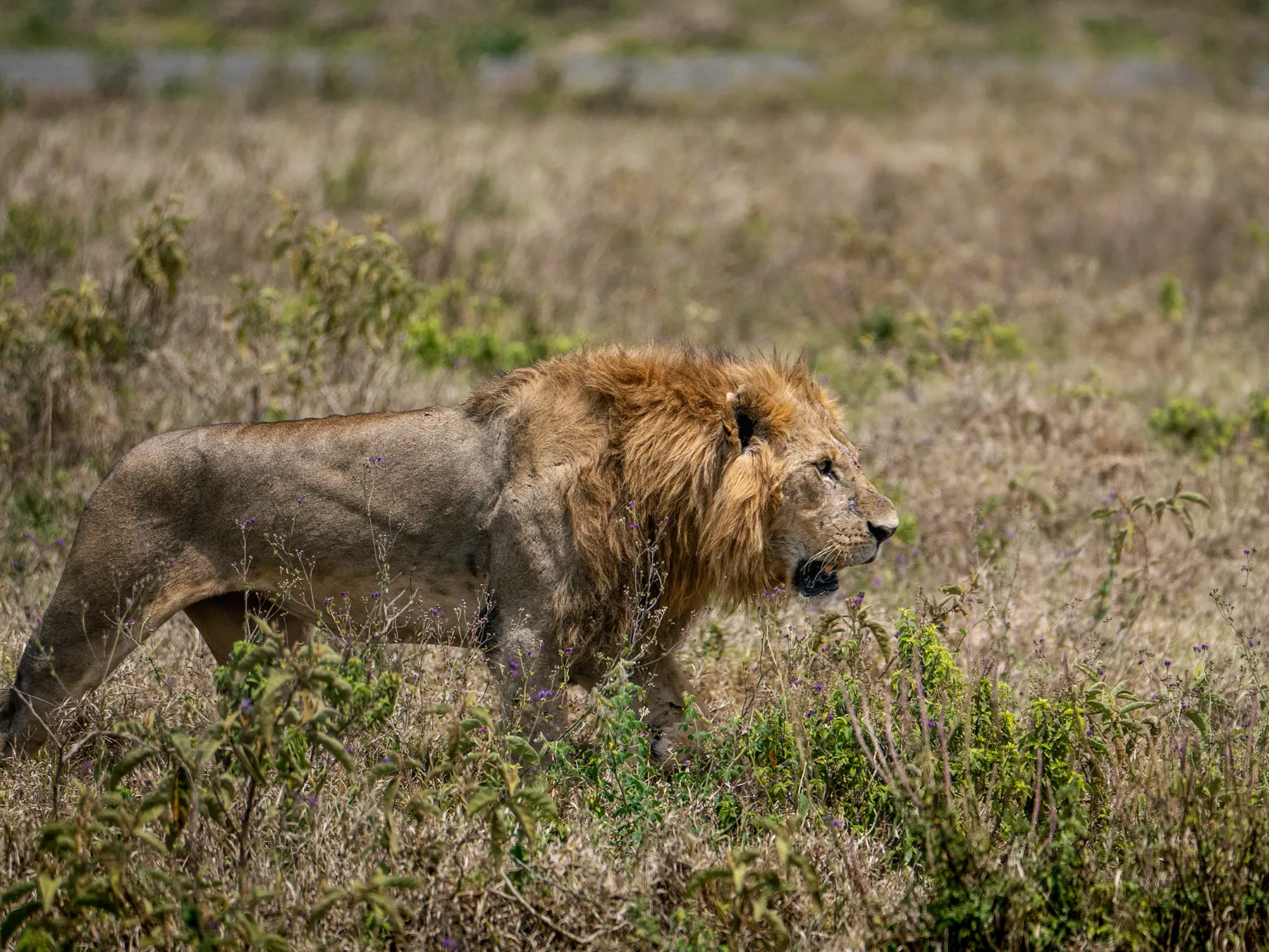 A male lion walking through dry scrub grassland in profile on safari in Lake Nakuru National Park, Kenya