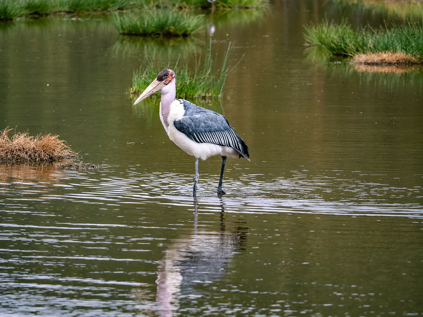 Marabou stork standing in shallow water with its reflection visible on safari in Lake Nakuru National Park, Kenya