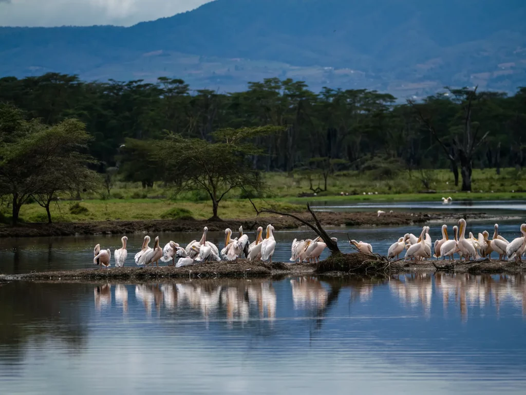 A flock of great white pelicans resting on a low island in Lake Nakuru with wooded hills behind on safari in Lake Nakuru National Park, Kenya