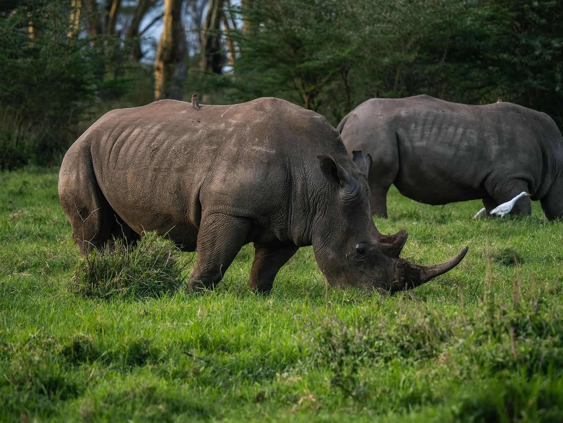 Two white rhinos grazing on lush green grass with forest behind on safari in Lake Nakuru National Park, Kenya