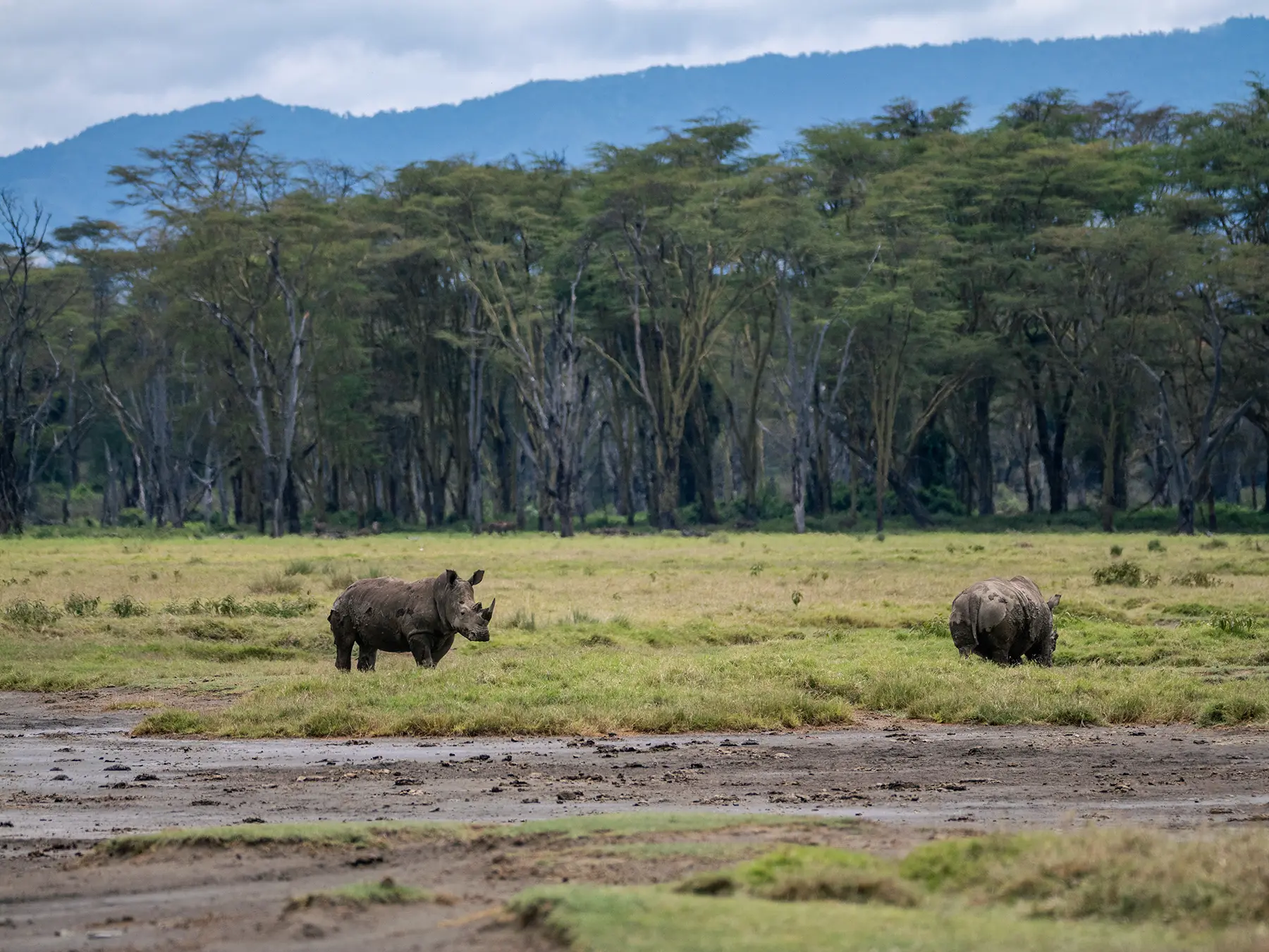 Two white rhinos in the open grassland of Lake Nakuru National Park with acacia forest behind on safari in Lake Nakuru National Park, Kenya