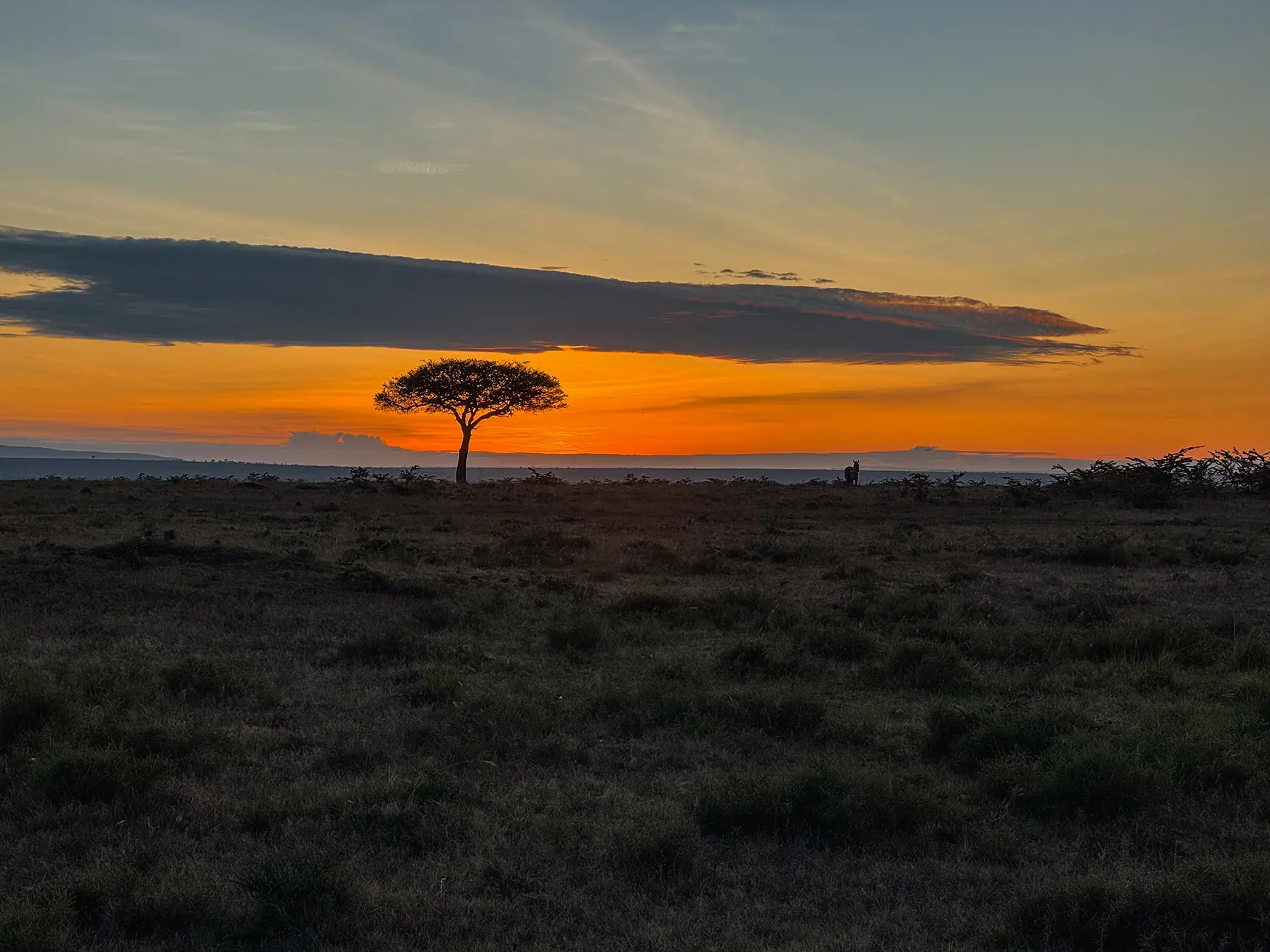 Lone acacia tree silhouetted against a vivid orange sunset in Maasai Mara National Reserve, Kenya
