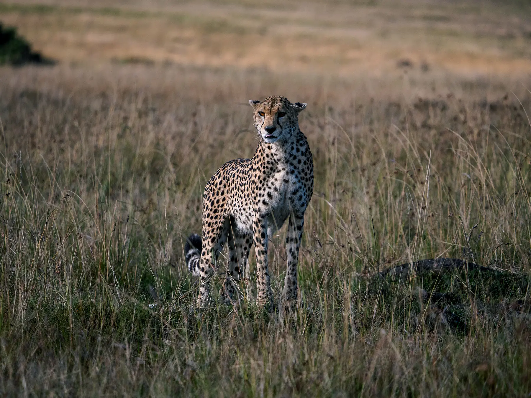 A cheetah standing upright and alert in tall savanna grass on safari in Maasai Mara National Reserve, Kenya