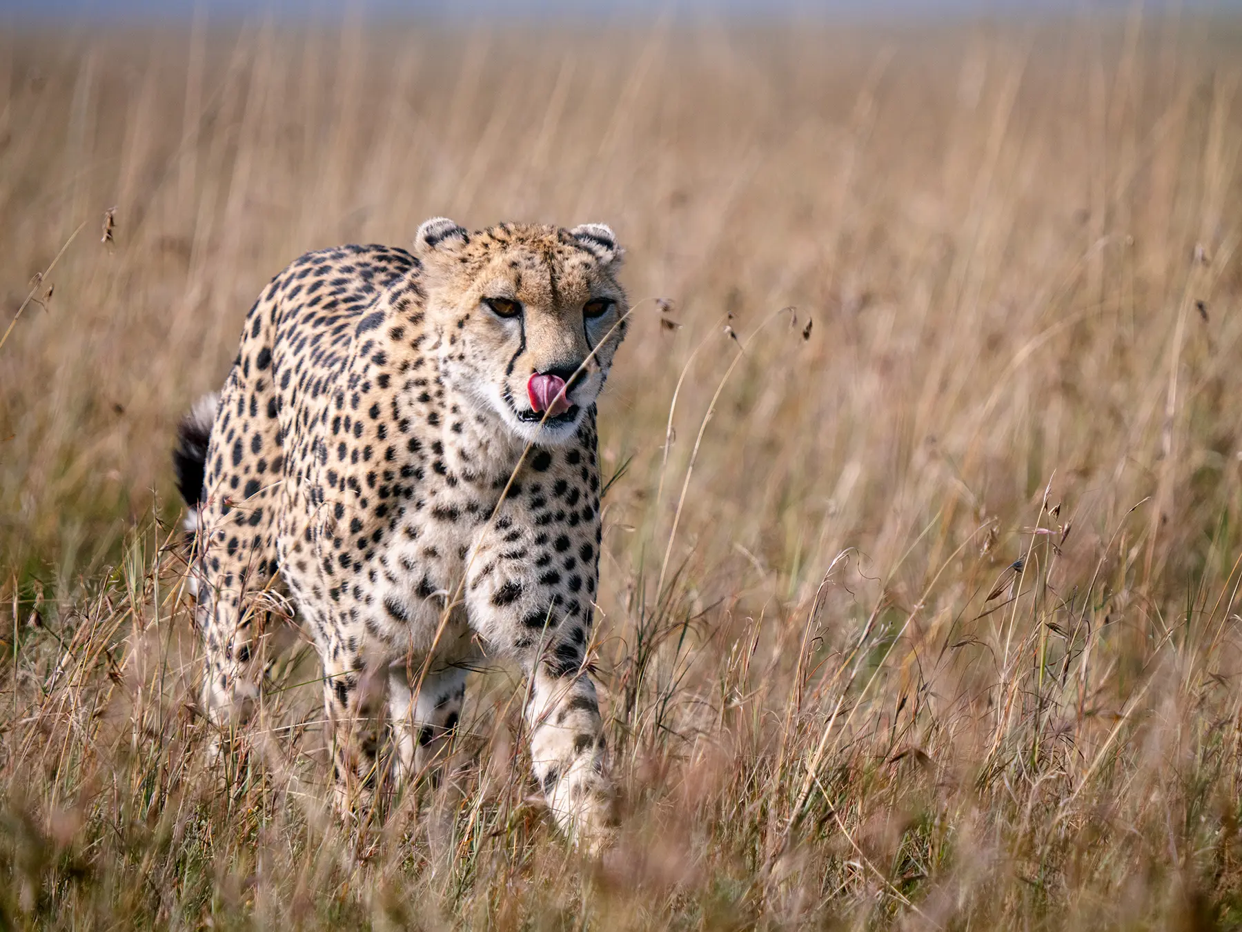 A cheetah walking directly toward the camera with its tongue out through tall dry grass on safari in Maasai Mara National Reserve, Kenya