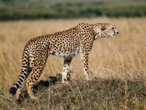 Cheetah standing tall in profile on safari in Maasai Mara National Reserve, Kenya