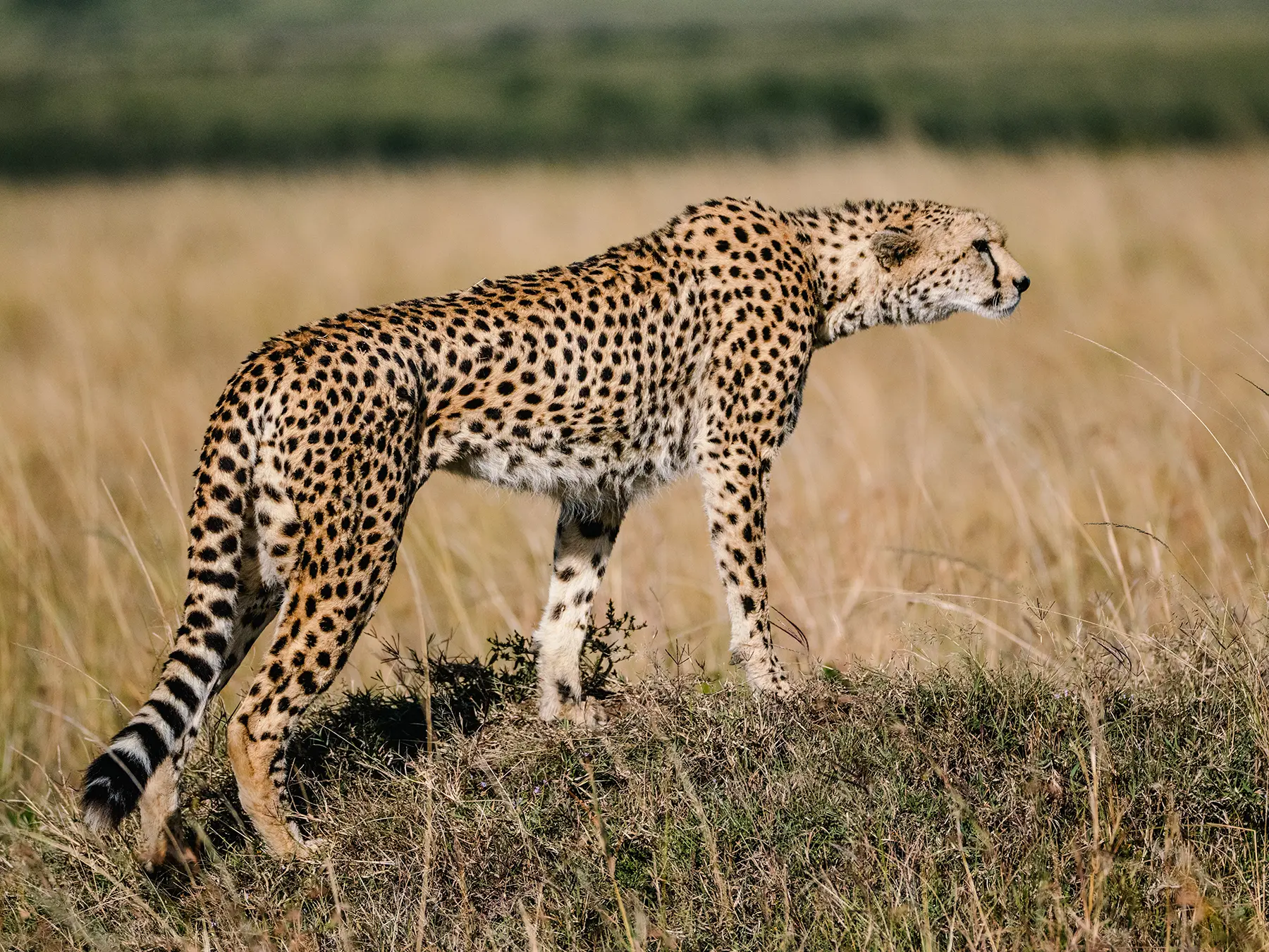Cheetah standing tall in profile on safari in Maasai Mara National Reserve, Kenya