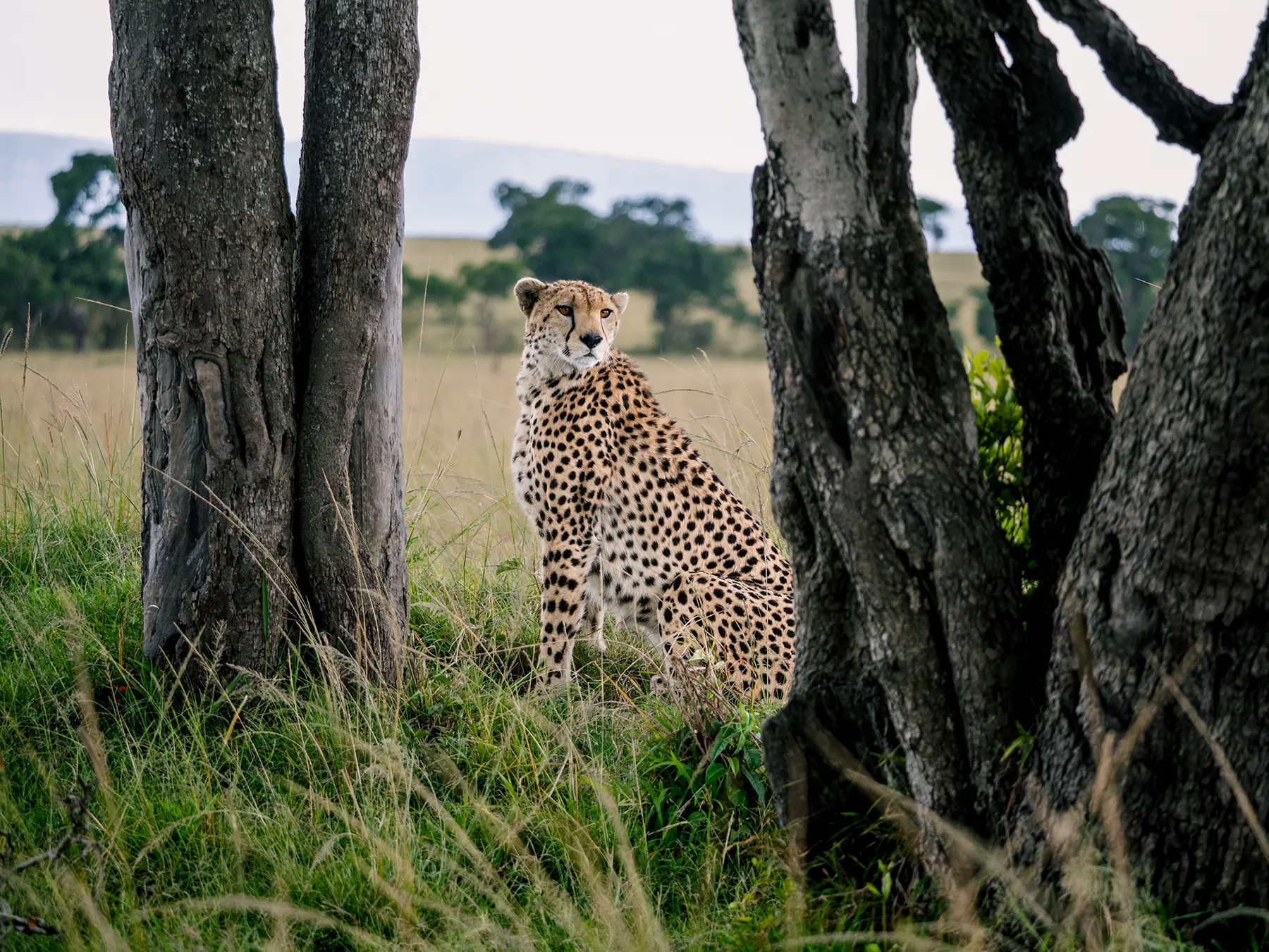 Cheetah sitting alert between tree trunks in the Maasai Mara on safari in Maasai Mara National Reserve, Kenya