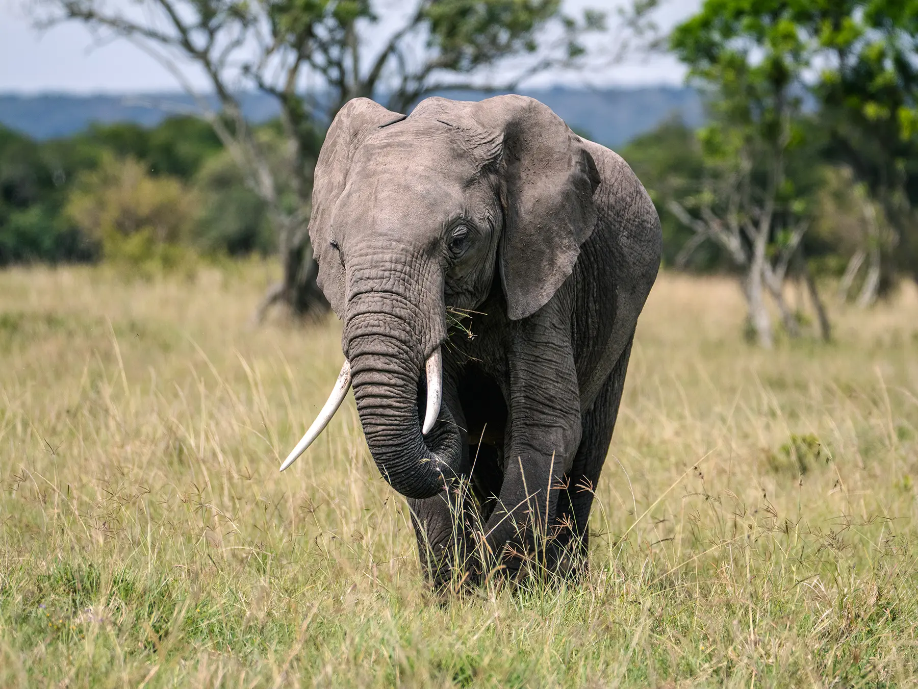 Bull elephant walking directly towards camera through long grass on safari in Maasai Mara National Reserve, Kenya
