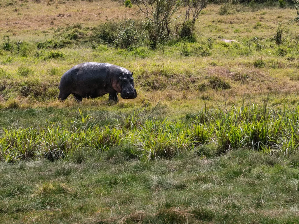 A hippo walking along a grassy riverbank on safari in Maasai Mara National Reserve, Kenya