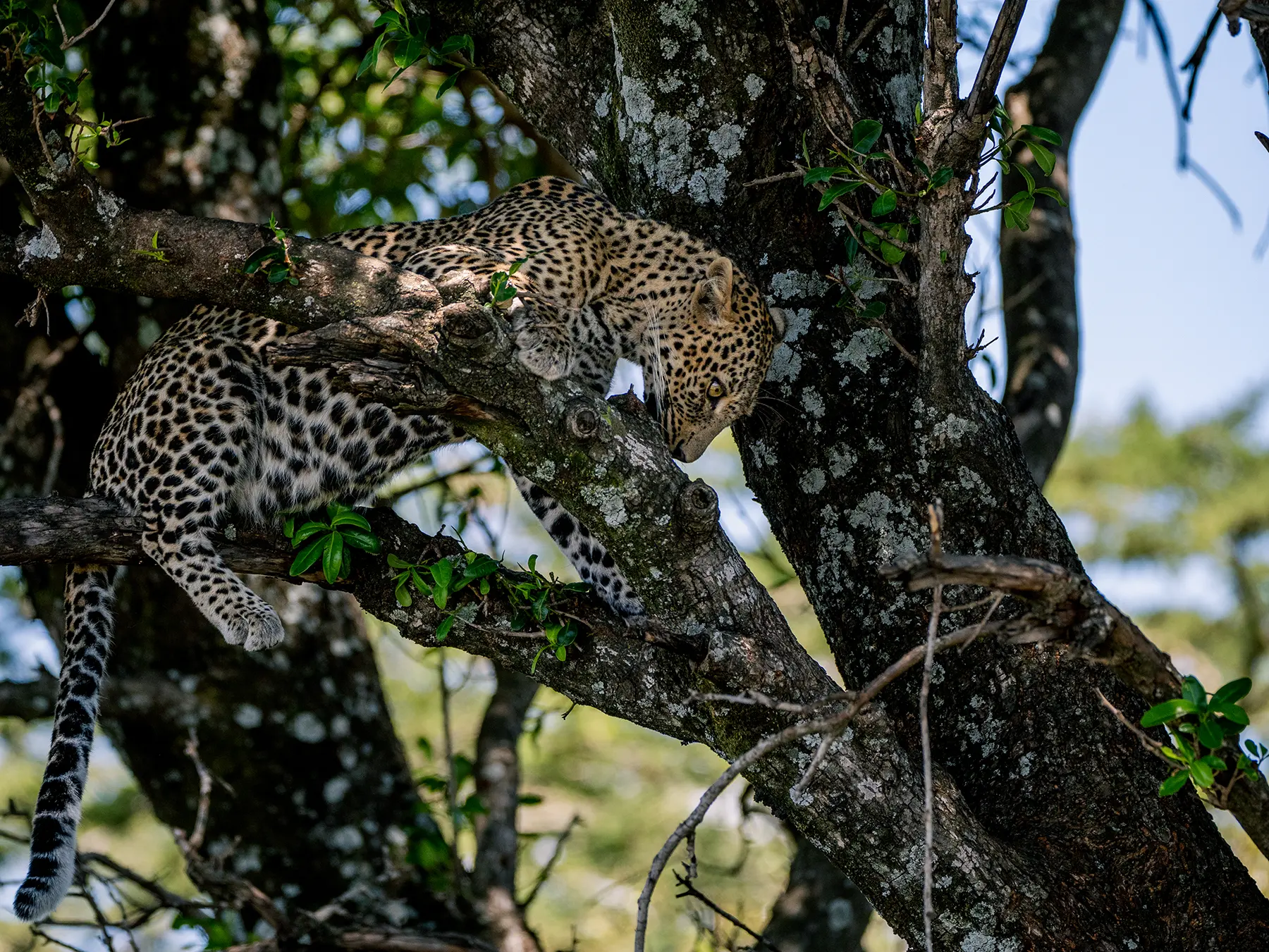 A leopard resting across the branches of a large tree on safari in Maasai Mara National Reserve, Kenya