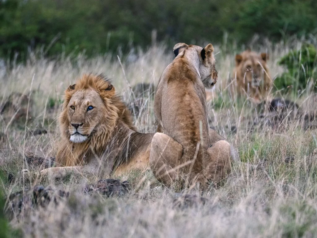 Male lion and lionesses resting together on safari in Maasai Mara National Reserve, Kenya