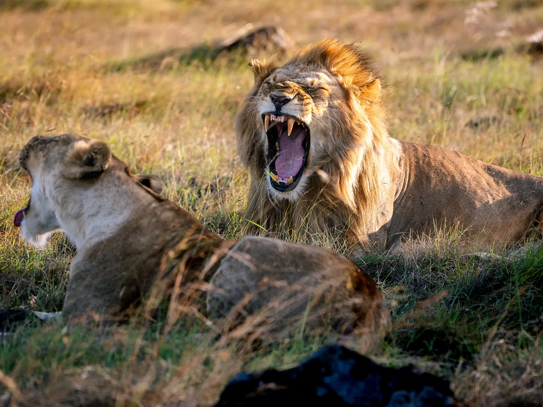 Male lion yawning wide showing large teeth beside a lioness on safari in Maasai Mara National Reserve, Kenya
