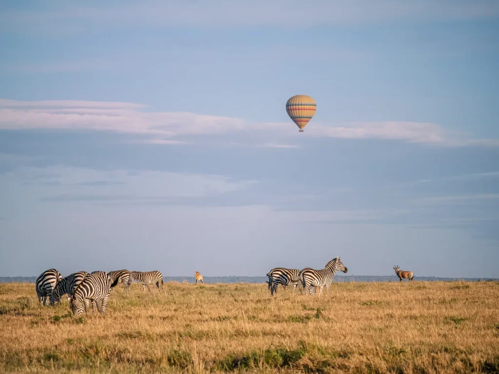 Herd of zebras grazing on open plains with a hot air balloon floating above on safari in Maasai Mara National Reserve, Kenya
