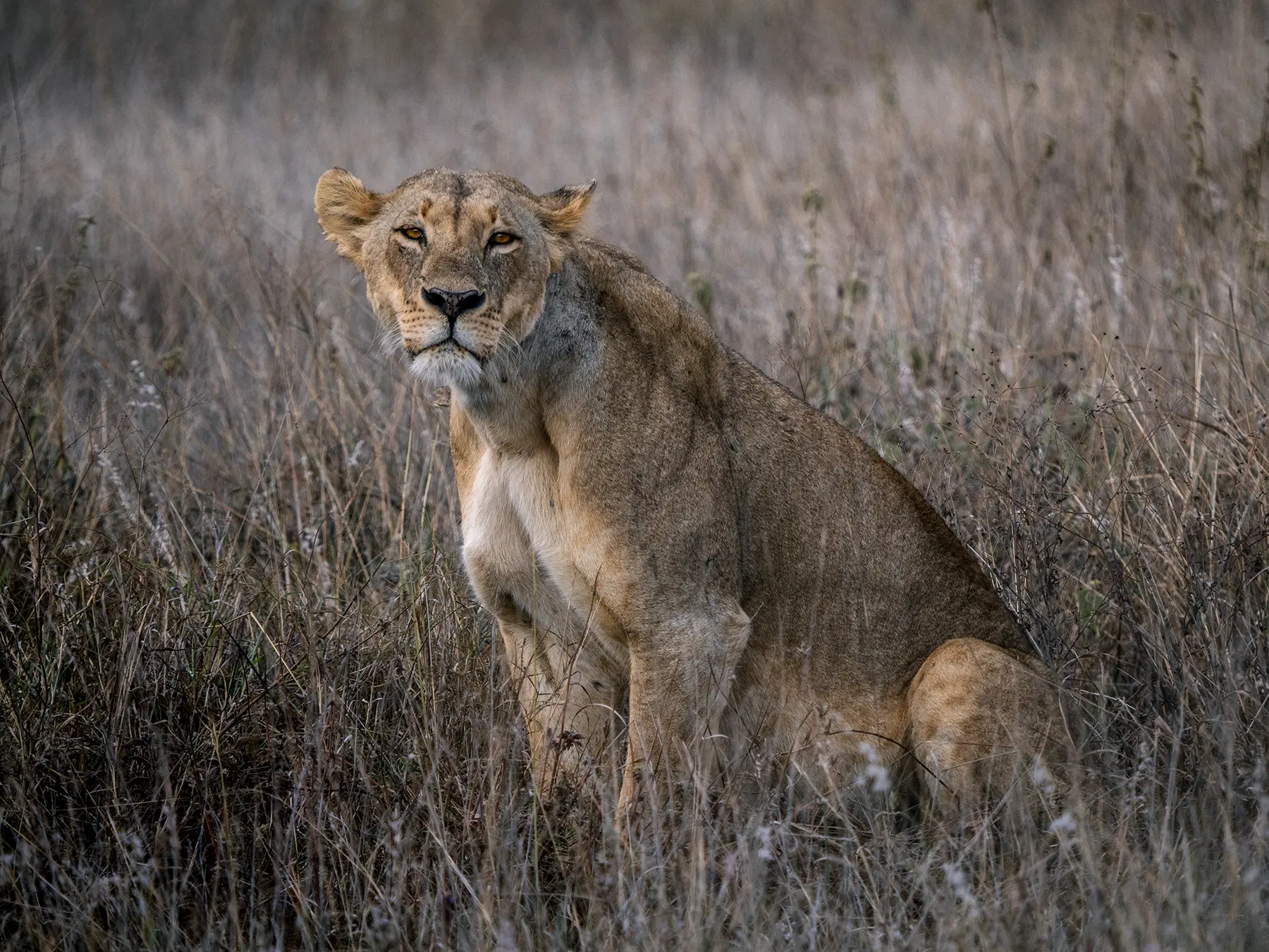 Lioness sitting upright in tall grass on safari in Nairobi National Park, Kenya