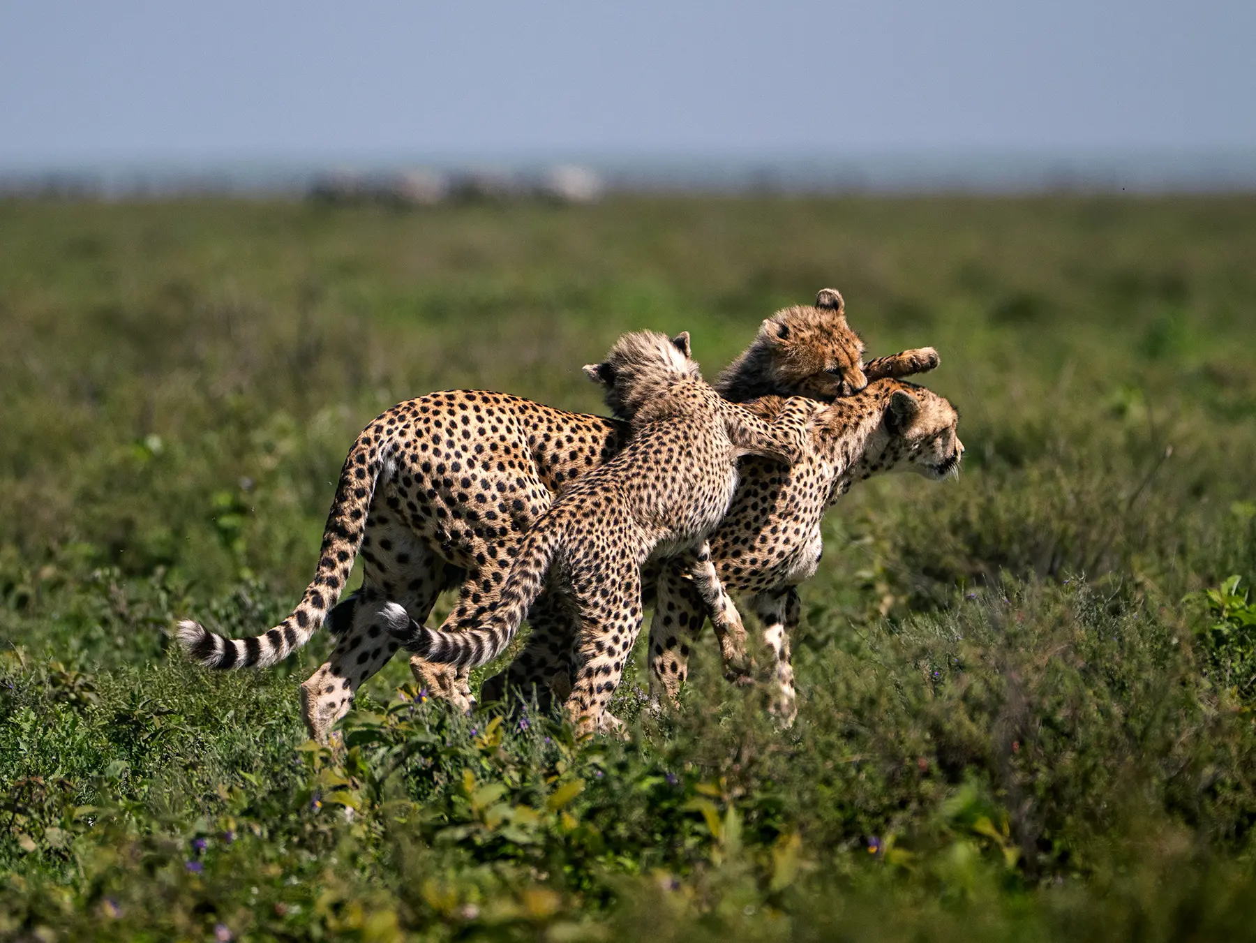 Two young cheetah cubs tumbling and playing together in green scrub on safari in Ndutu, Southern Serengeti, Tanzania