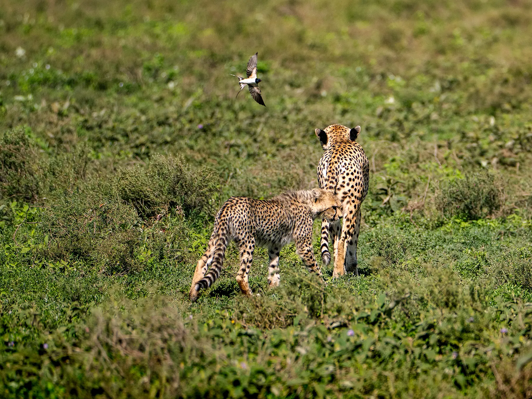 A cheetah and cub standing in green scrub with a bird in flight overhead on safari in Ndutu, Southern Serengeti, Tanzania