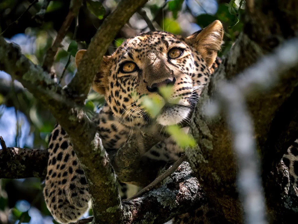 A leopard resting in a tree with an intense gaze on safari in Ndutu, Southern Serengeti, Tanzania