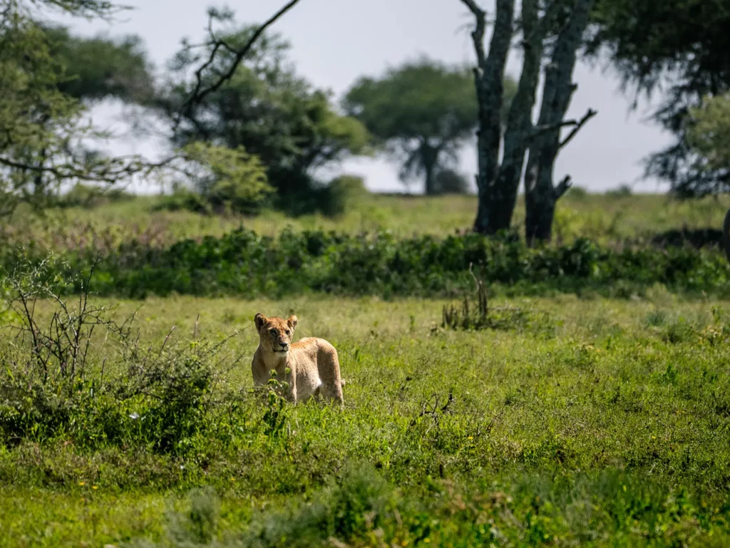 A lioness standing alert in open green grassland with acacia trees behind on safari in Ndutu, Southern Serengeti, Tanzania