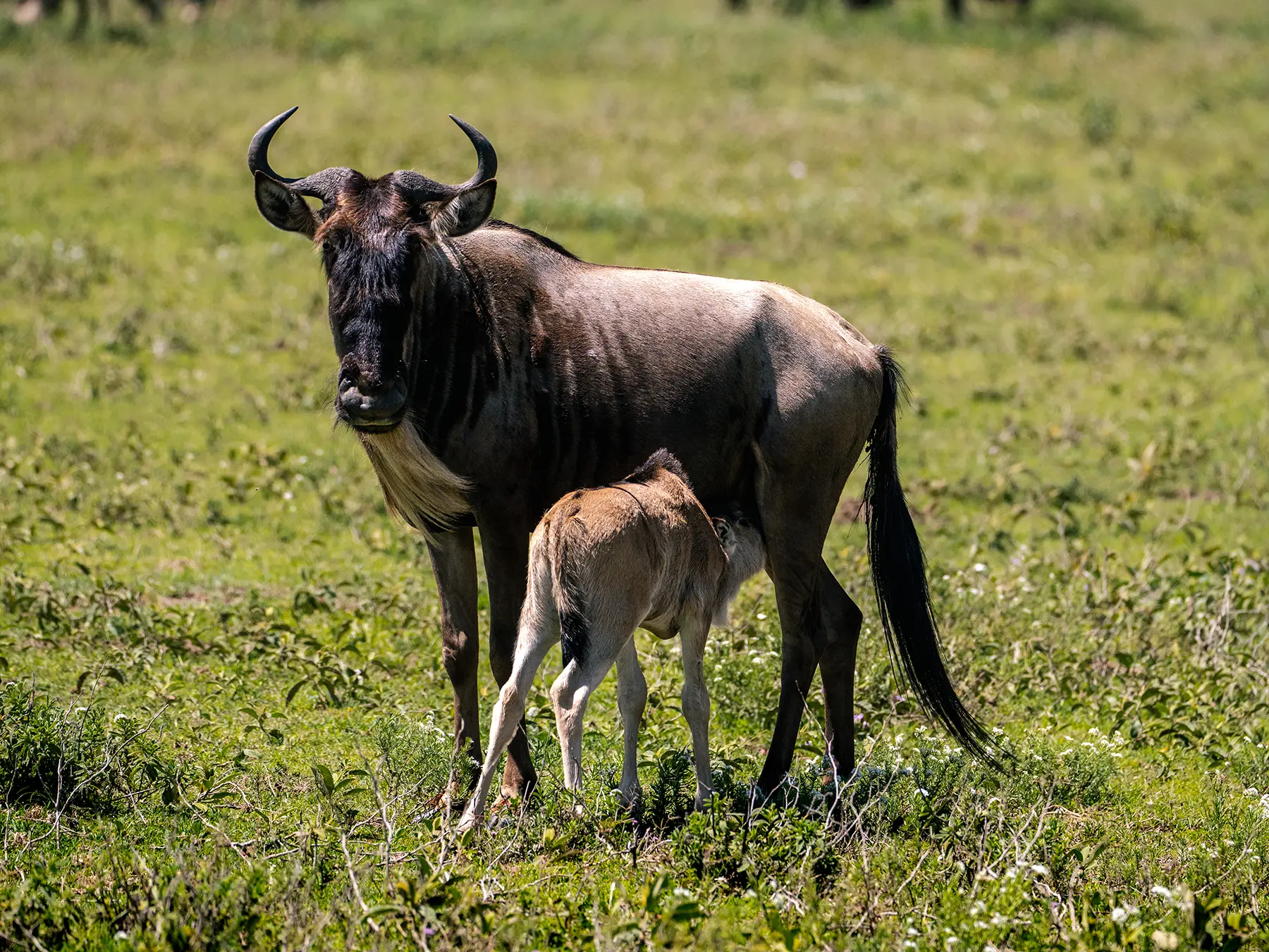 A wildebeest with a very young calf standing on green grass on safari in Ndutu, Southern Serengeti, Tanzania