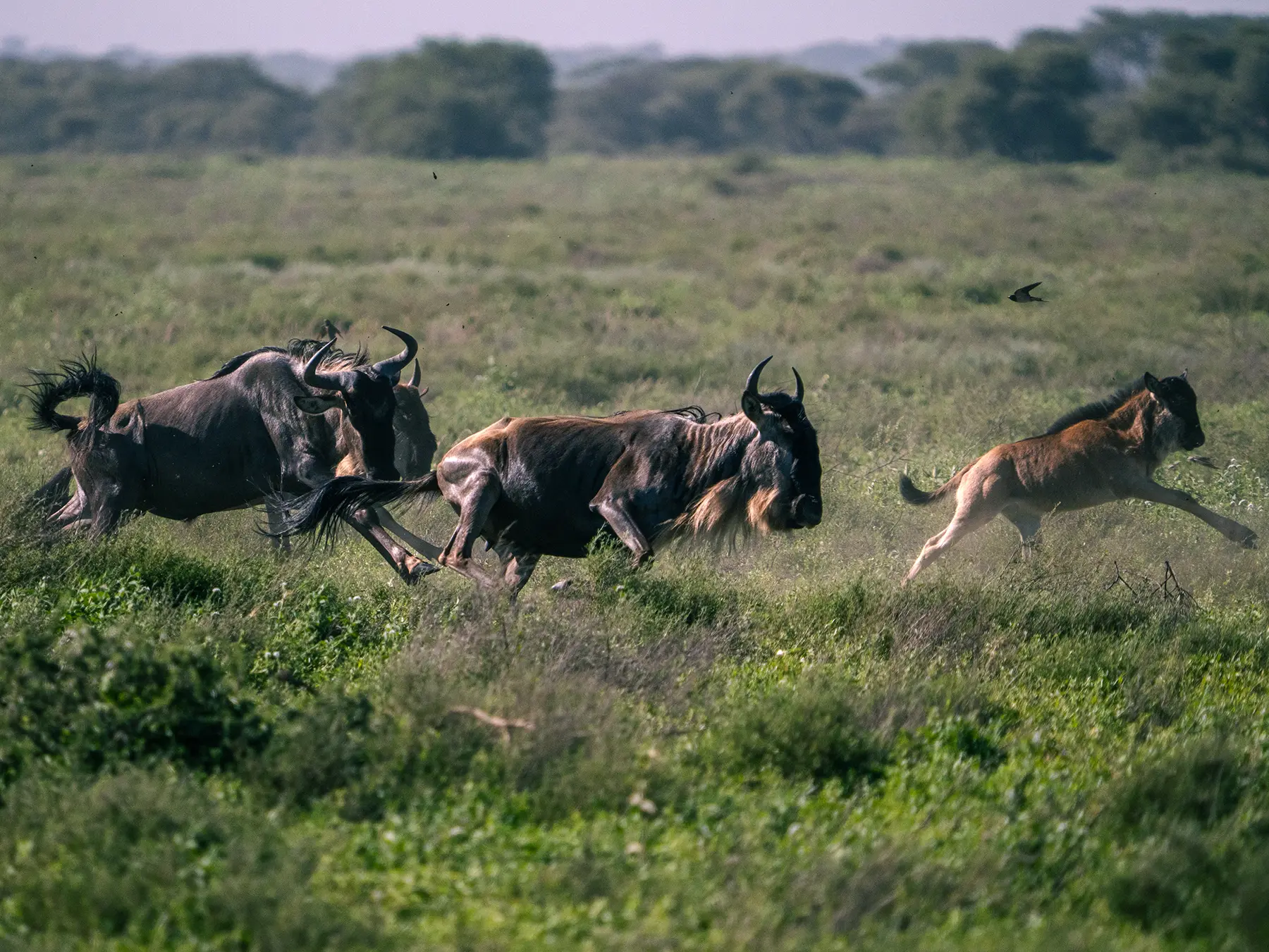 Wildebeest galloping with a calf through green savanna on safari in Ndutu, Southern Serengeti, Tanzania