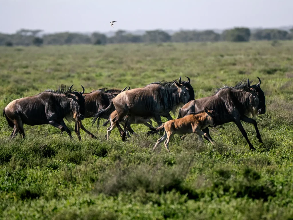 A wildebeest calf running alongside adult wildebeest across green plains on safari in Ndutu, Southern Serengeti, Tanzania