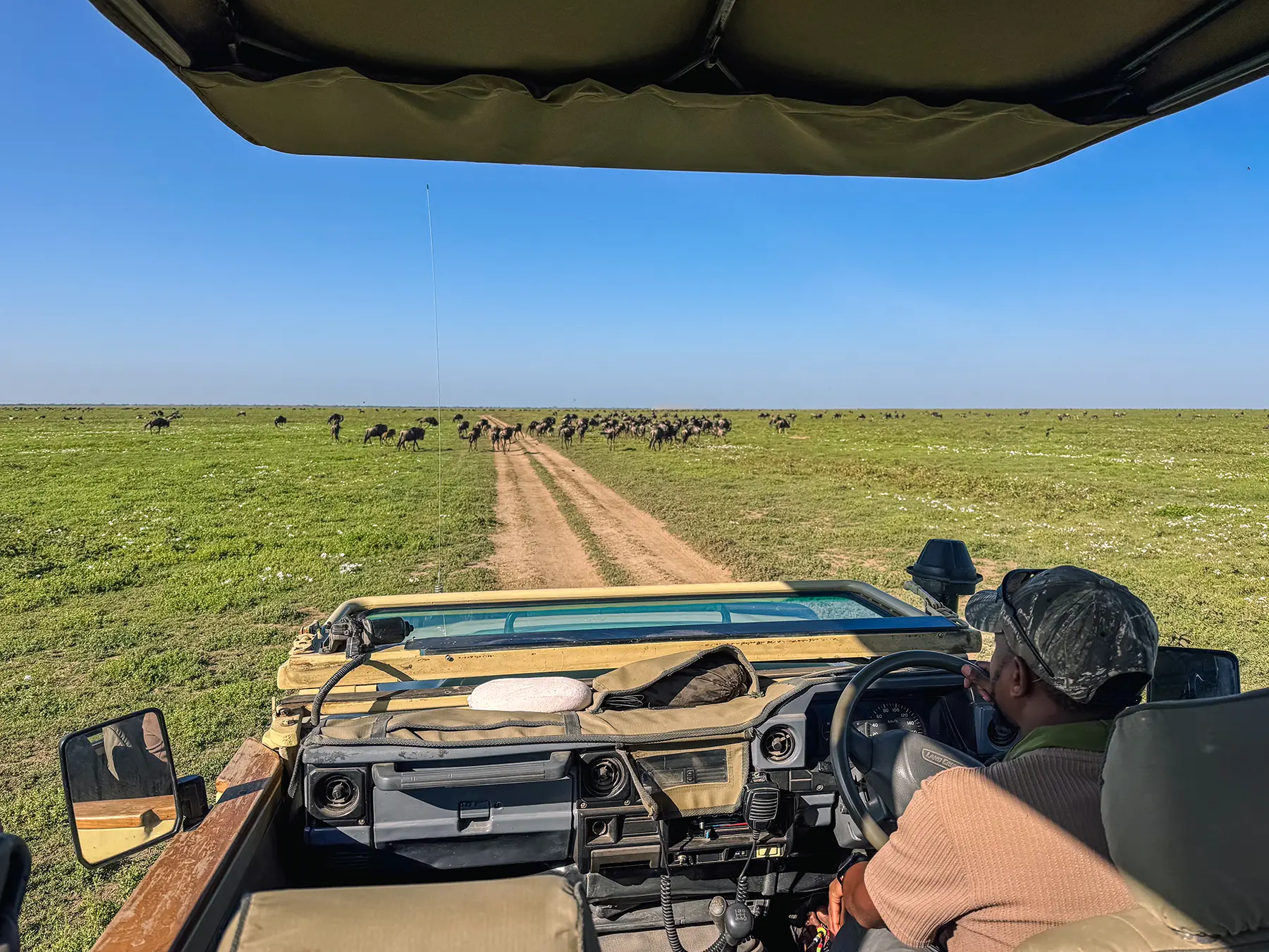 A herd of wildebeest crossing the open plains on safari in Ndutu, Southern Serengeti, Tanzania