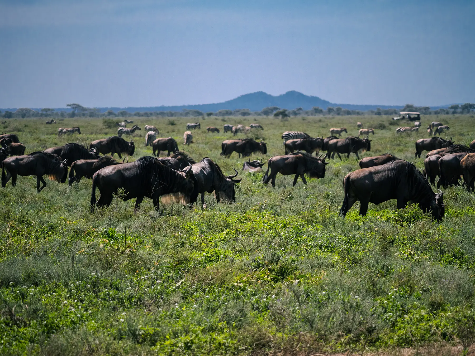 A large herd of wildebeest grazing across wide open green plains on safari in Ndutu, Southern Serengeti, Tanzania
