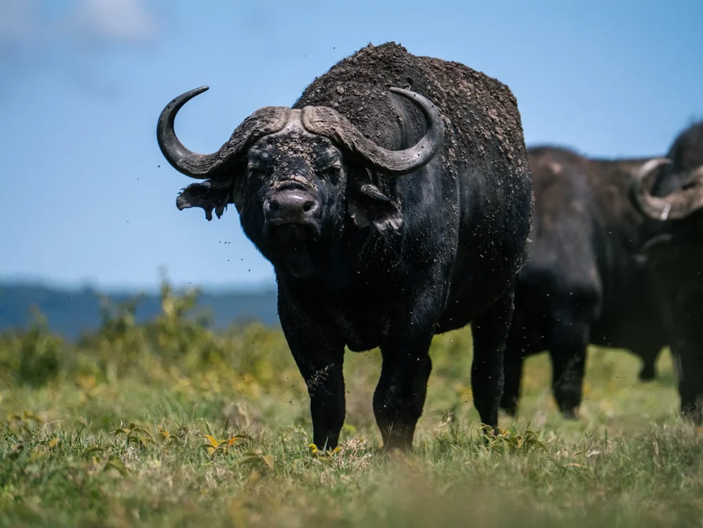 A muddy Cape buffalo bull staring directly at the camera on safari in Ngorongoro Crater, Tanzania