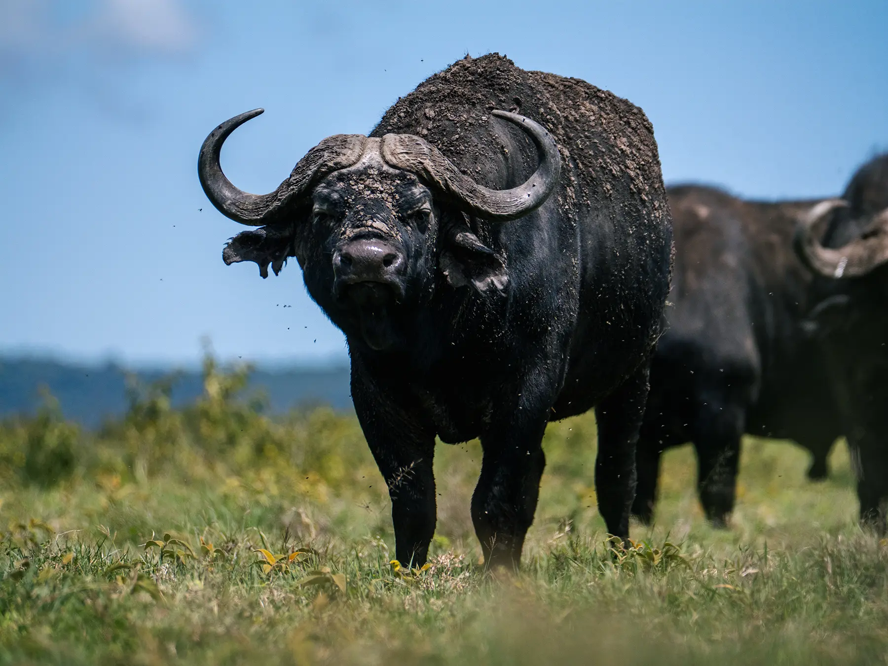 A muddy Cape buffalo bull staring directly at the camera on safari in Ngorongoro Crater, Tanzania