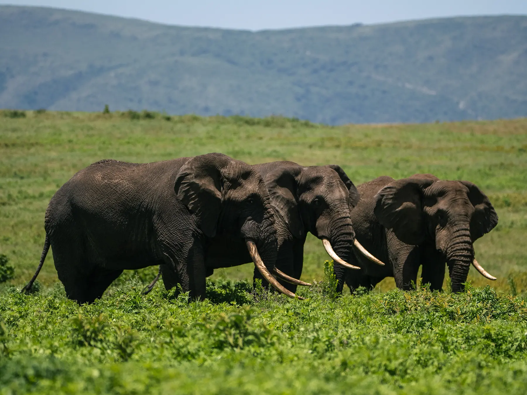 Three large elephant bulls with impressive tusks walking through green vegetation on safari in Ngorongoro Crater, Tanzania