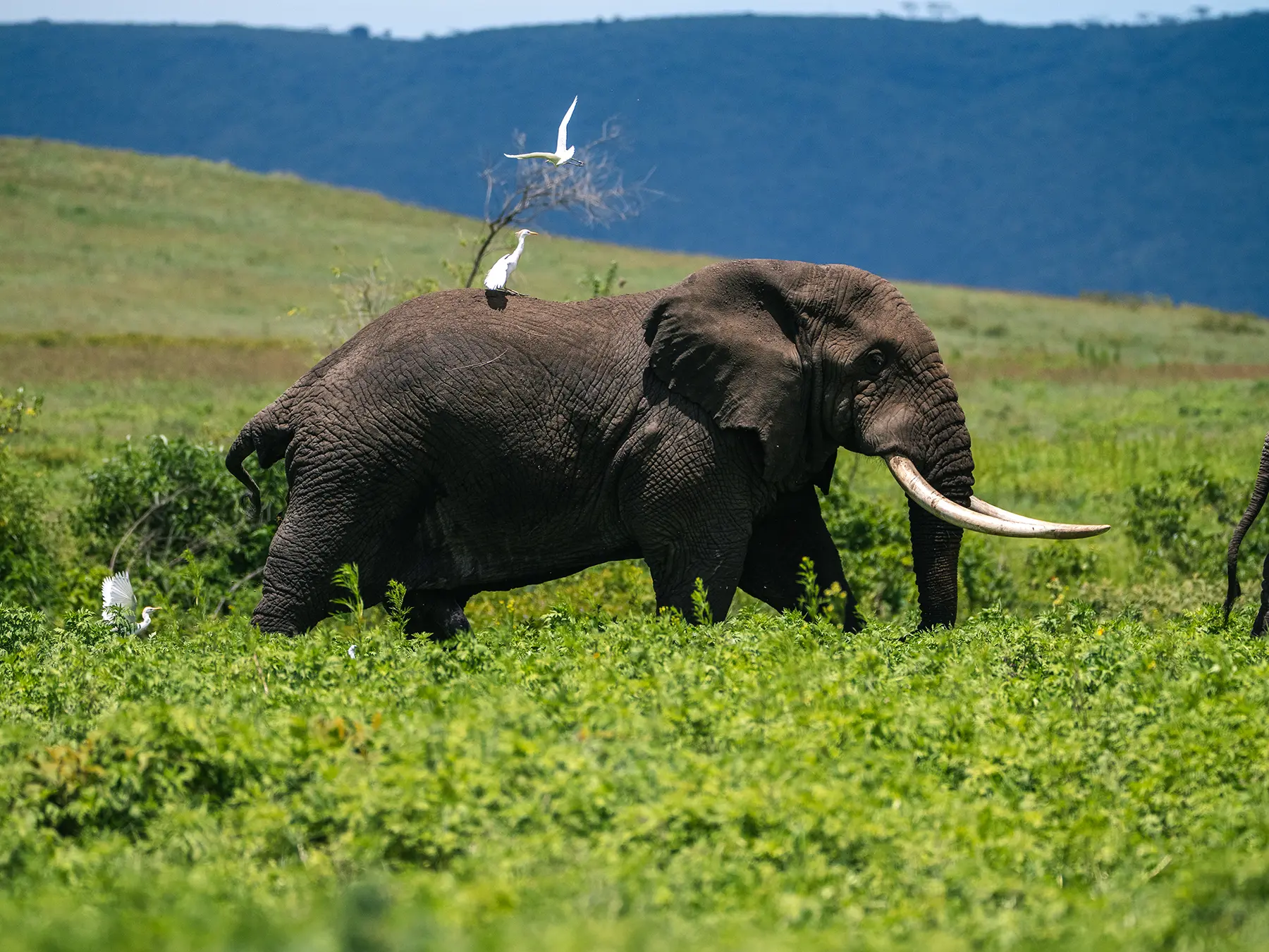 A large elephant bull walking through dense green bush with a white egret perched on its back on safari in Ngorongoro Crater, Tanzania