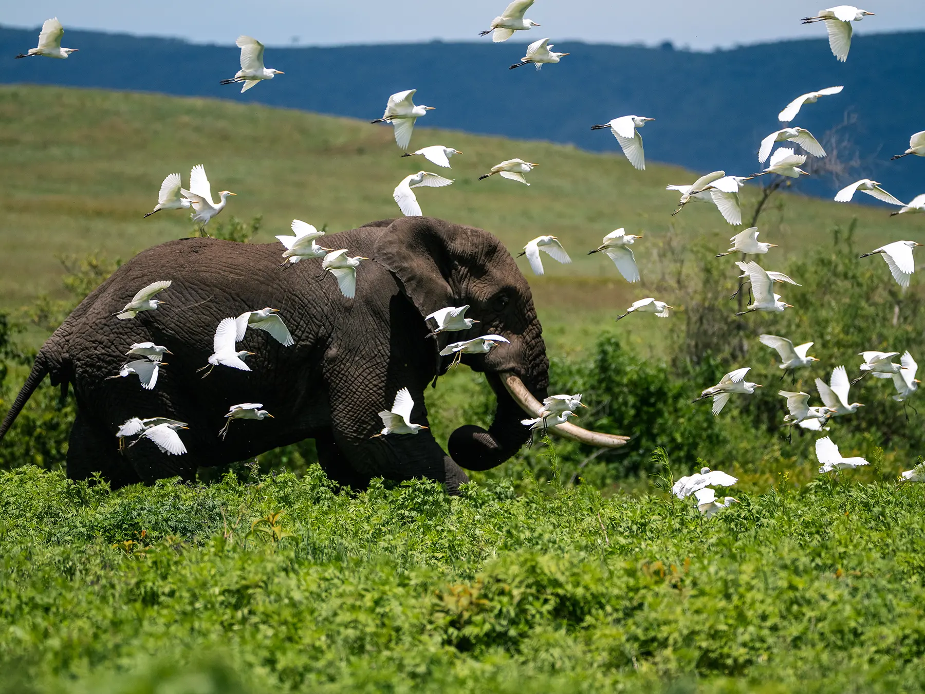 A large tusked elephant with white egrets perched on its back and swirling around it on safari in Ngorongoro Crater, Tanzania