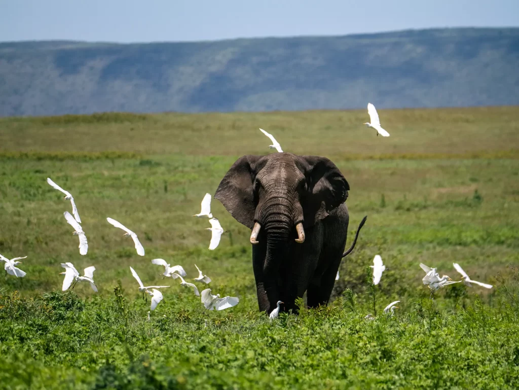 A large elephant bull walking straight toward the camera with white egrets flying around it on safari in Ngorongoro Crater, Tanzania