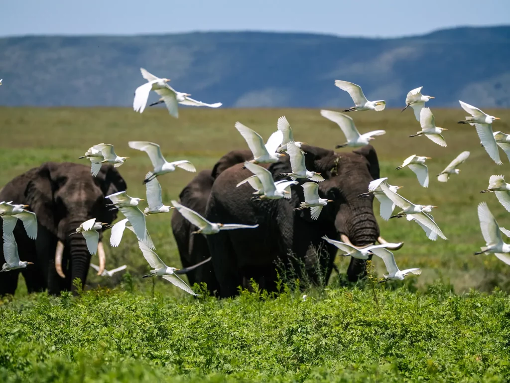 A flock of white egrets swirling around a group of elephants in green grassland on safari in Ngorongoro Crater, Tanzania