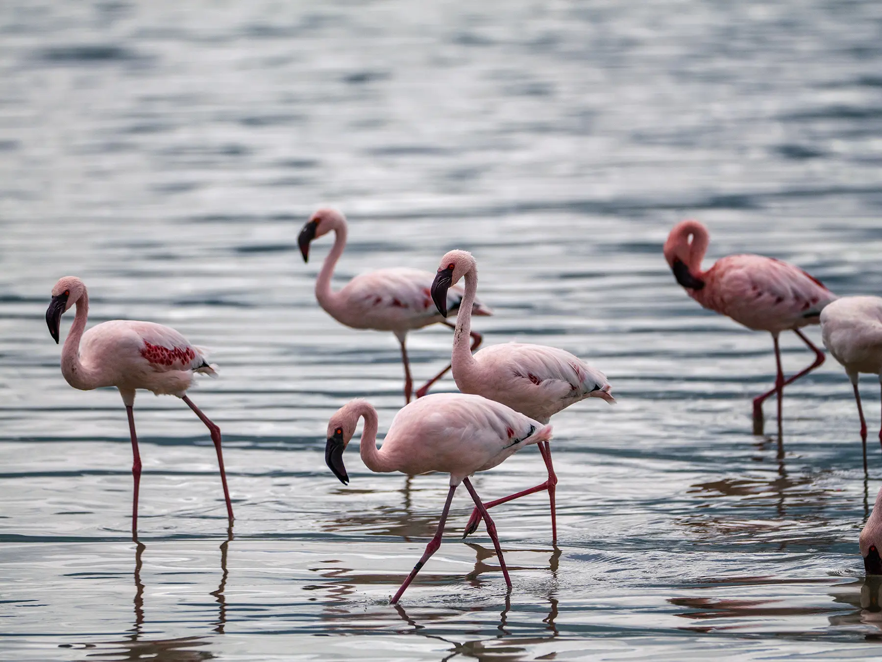 A group of flamingos standing and wading in a shallow soda lake on safari in Ngorongoro Crater, Tanzania