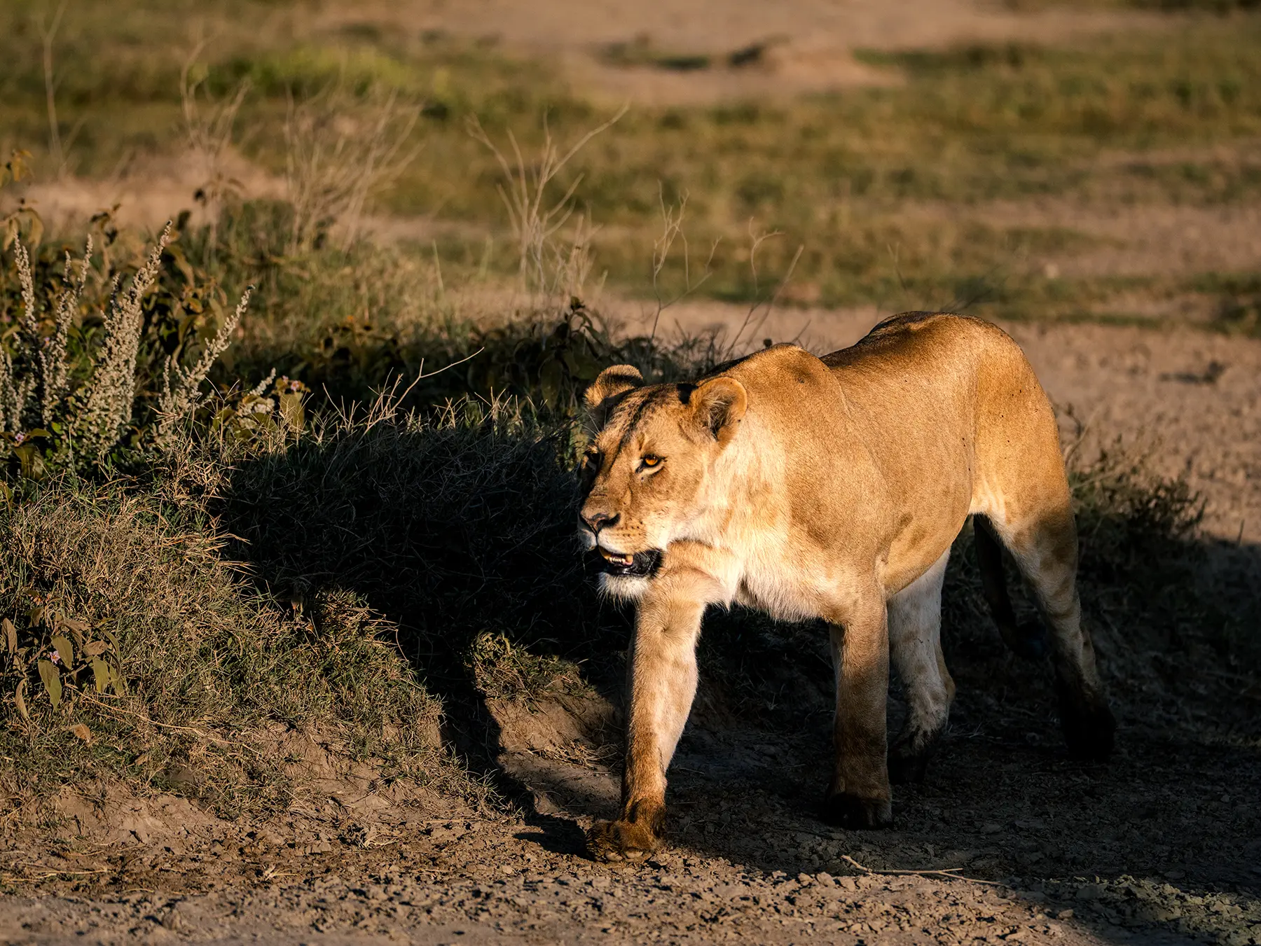A lioness walking past low scrub in warm golden light on safari in Ngorongoro Crater, Tanzania
