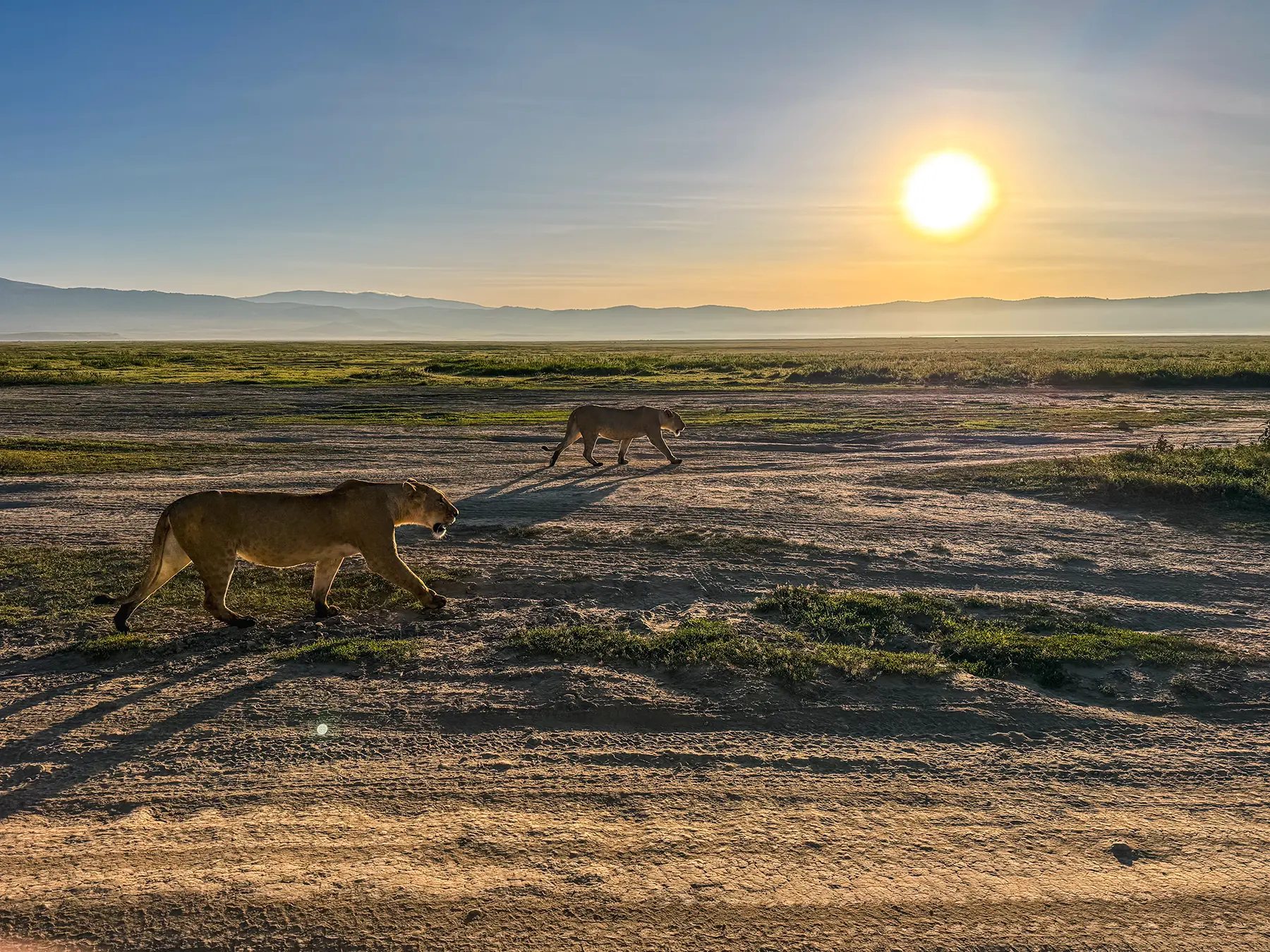 Two lionesses walking across the open crater floor at sunrise on safari in Ngorongoro Crater, Tanzania