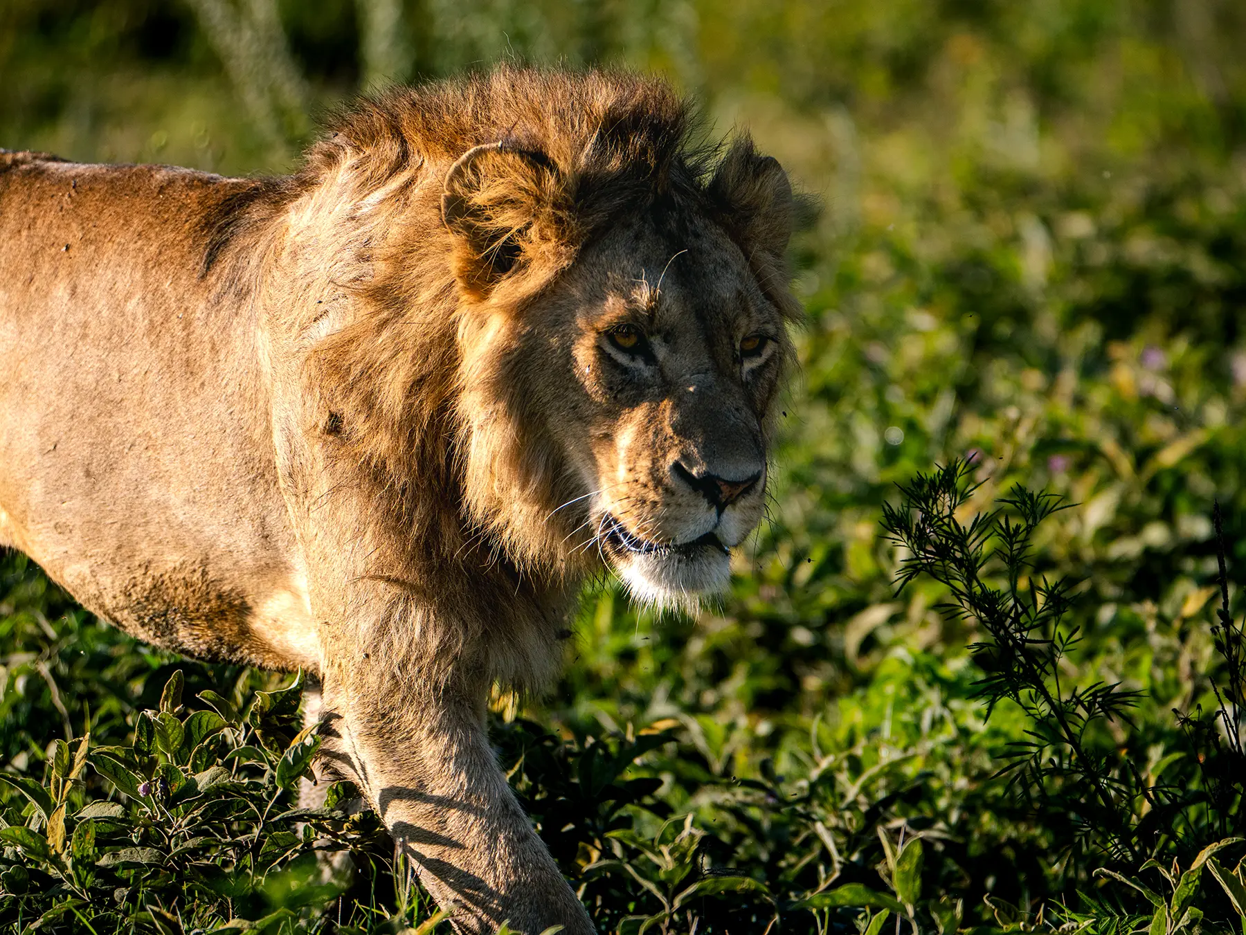 A male lion walking through green vegetation close to the camera on safari in Ngorongoro Crater, Tanzania