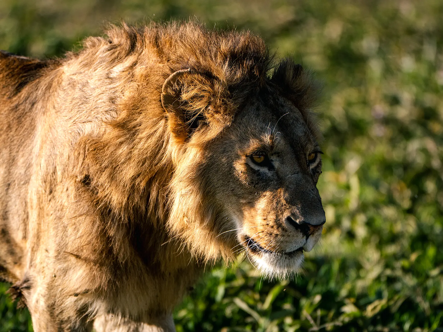 A close portrait of a male lion with a full mane on safari in Ngorongoro Crater, Tanzania