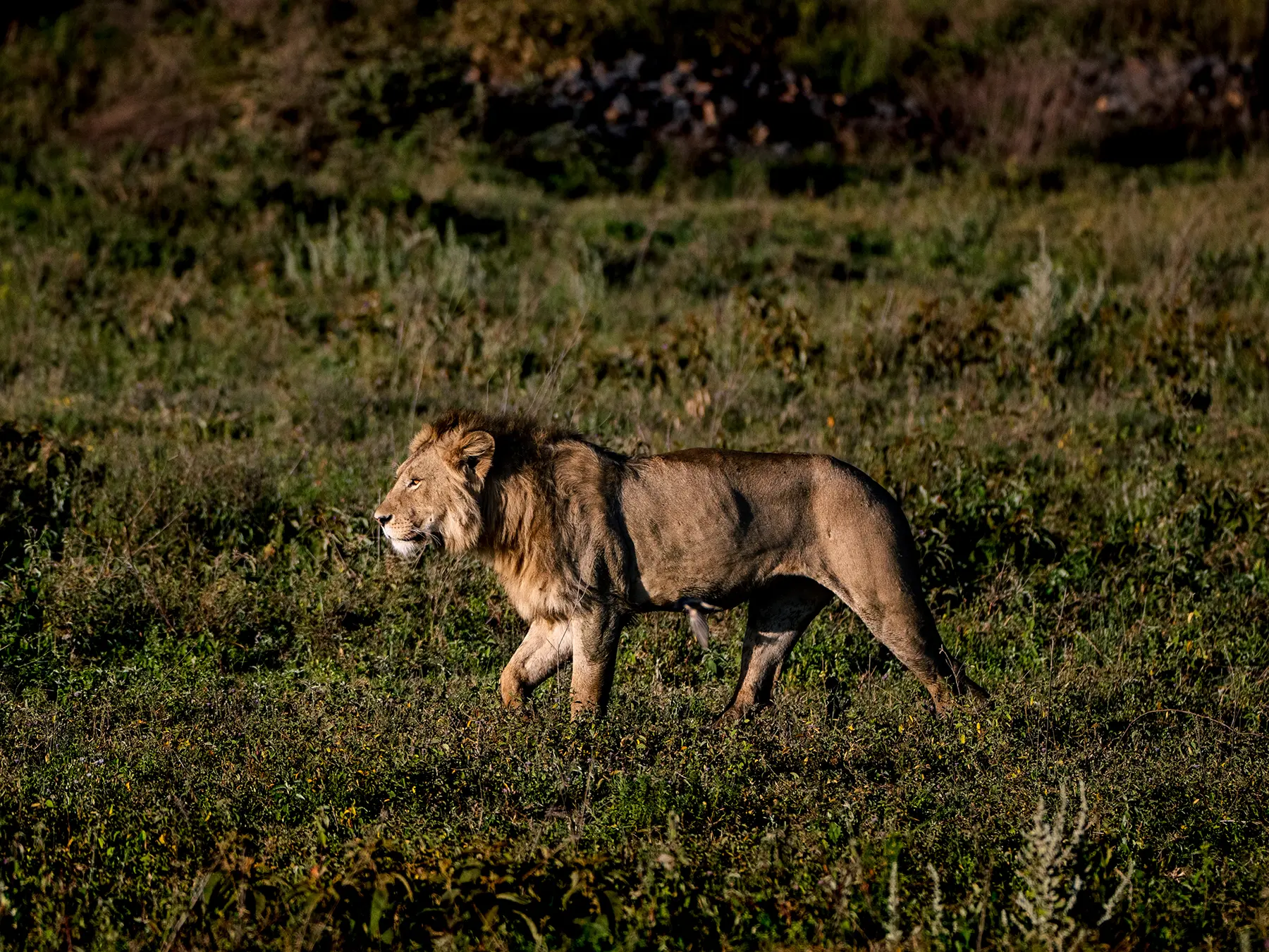 A male lion walking in profile through green vegetation on safari in Ngorongoro Crater, Tanzania