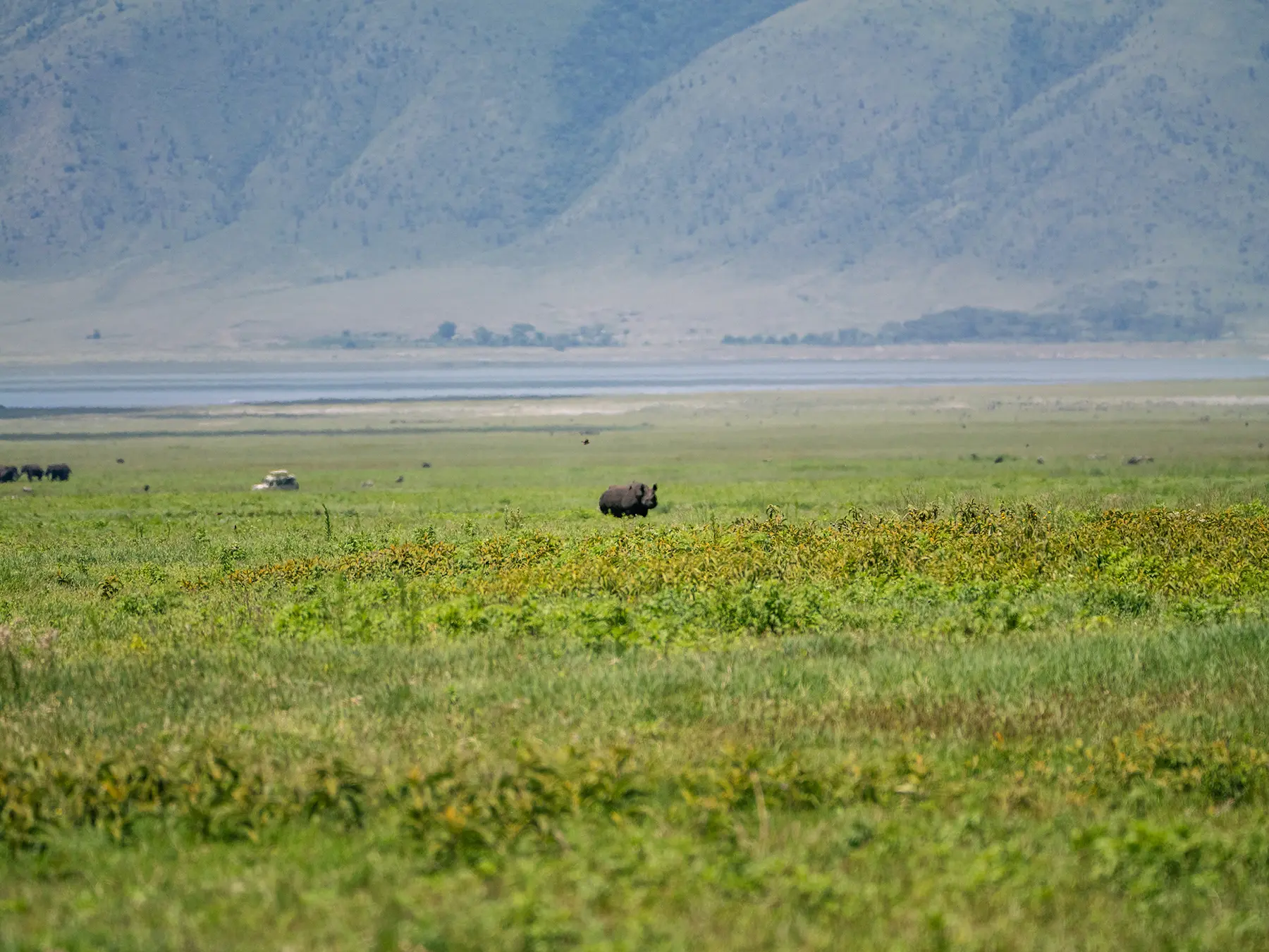 A black rhinoceros in the distance on the open crater floor on safari in Ngorongoro Crater, Tanzania