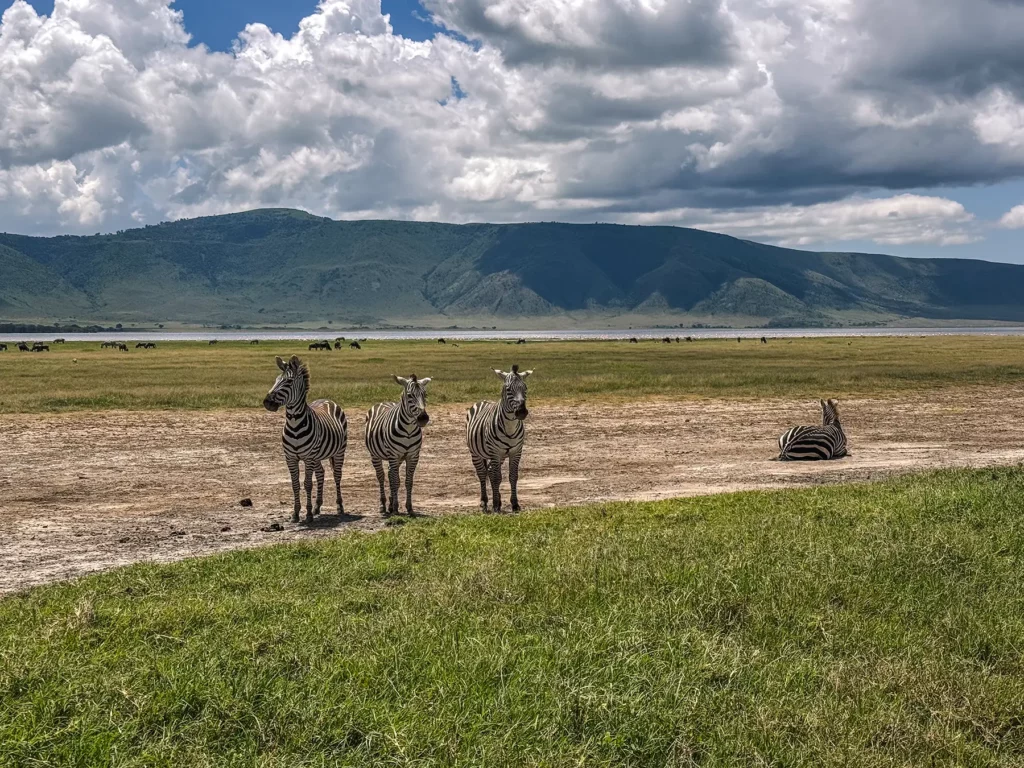 Four zebras standing and resting on the open crater floor with the caldera rim behind on safari in Ngorongoro Crater, Tanzania