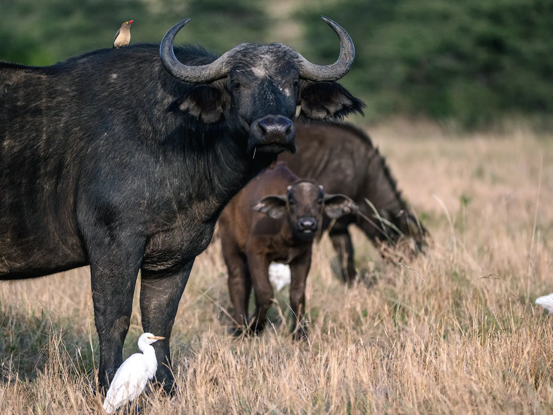 A Cape buffalo with a young calf and an oxpecker bird on its back on safari in Serengeti National Park, Tanzania