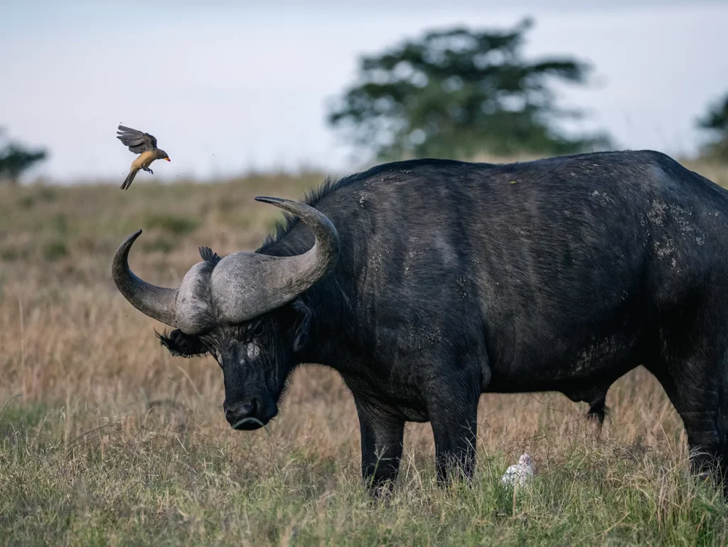 A Cape buffalo bull with an oxpecker bird taking flight from its back on safari in Serengeti National Park, Tanzania
