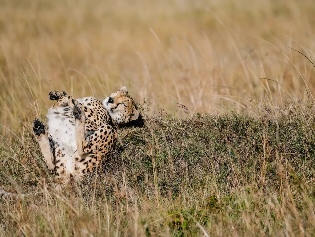 A cheetah grooming itself while lying in long golden grass on safari in Serengeti National Park, Tanzania